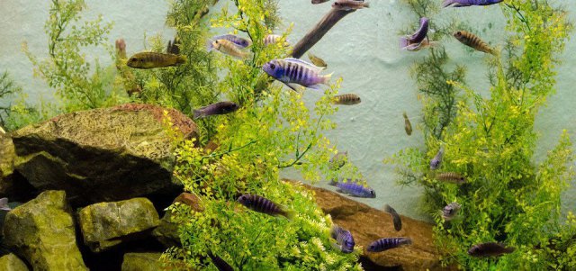 How To Get Rid Of Green Algae In Aquarium - Home Aquarium Site