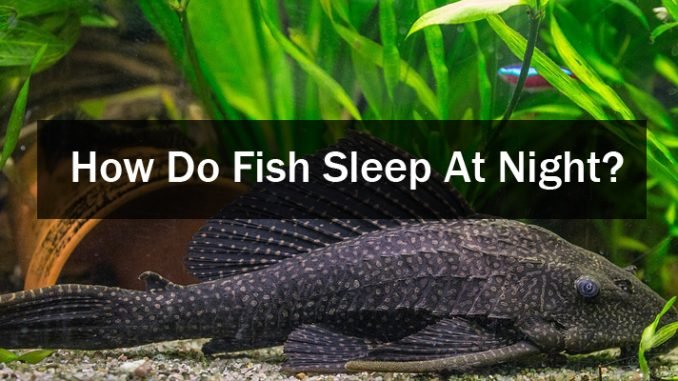 How Do Fish Sleep At Night - Home Aquarium Site