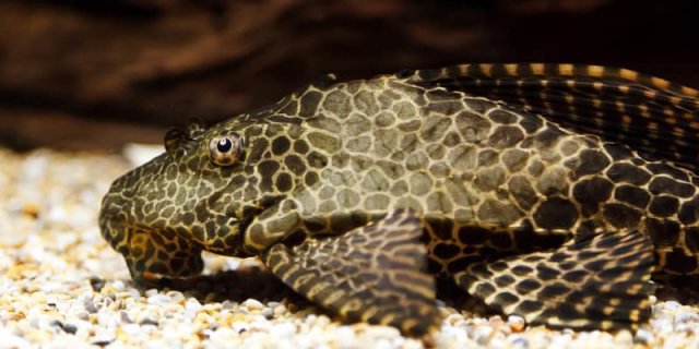 What To Feed Plecostomus - Best Food To Feed Them | Home Aquarium Guide