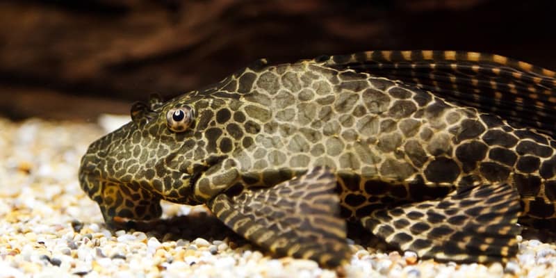What To Feed Plecostomus
