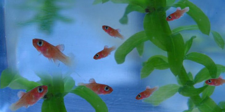 goldfish fry care