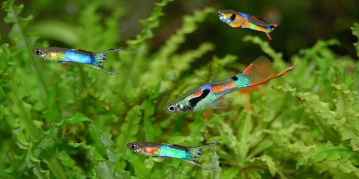 How Long Do Guppies Live? 8 Ways to Increase Their Lifespan – Home