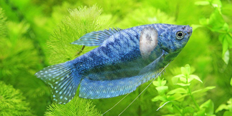 Can An Aquarium Heater Burn Fish