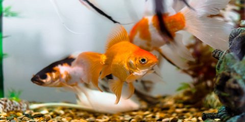 goldfish without air pump