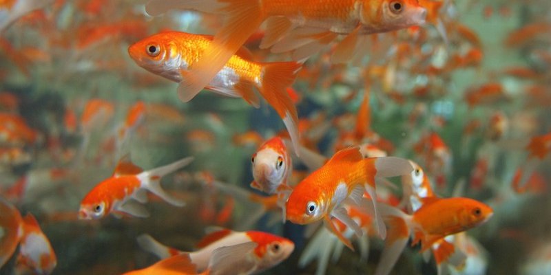 overcrowded goldfish aquarium