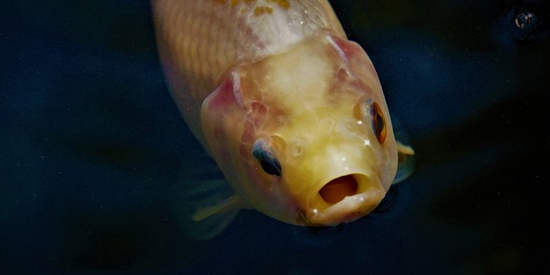 do goldfish have teeth